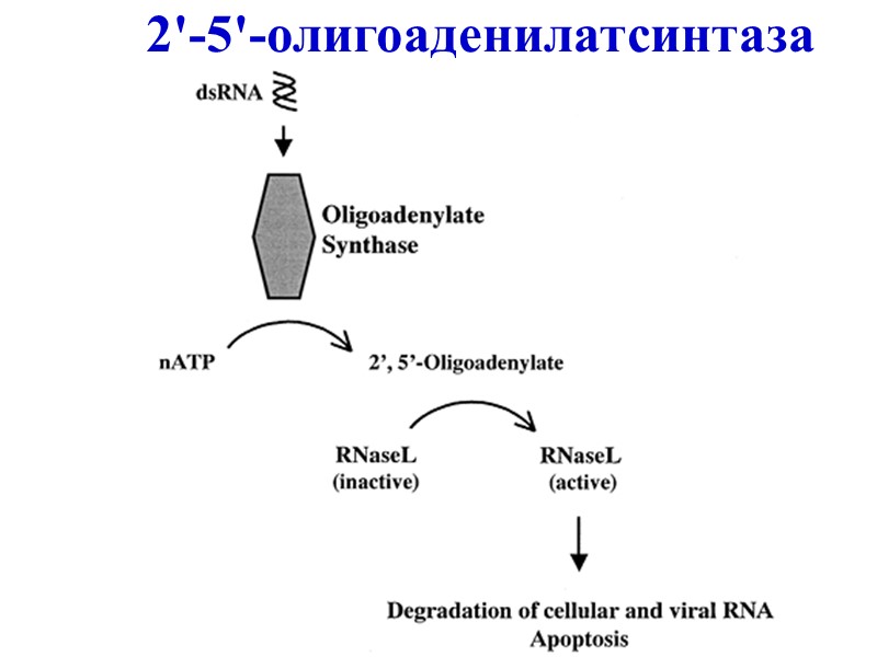 2'-5'-олигоаденилатсинтаза